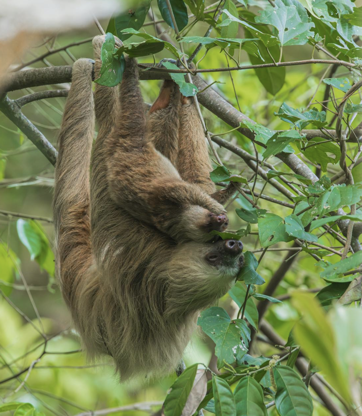Vida de Madre de Dios